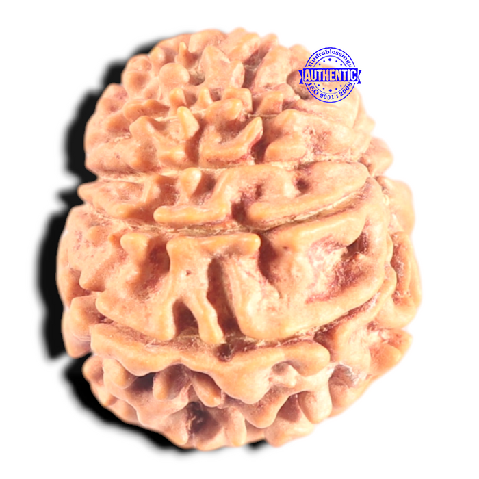 9 Mukhi Nepalese Rudraksha - Bead No. 446