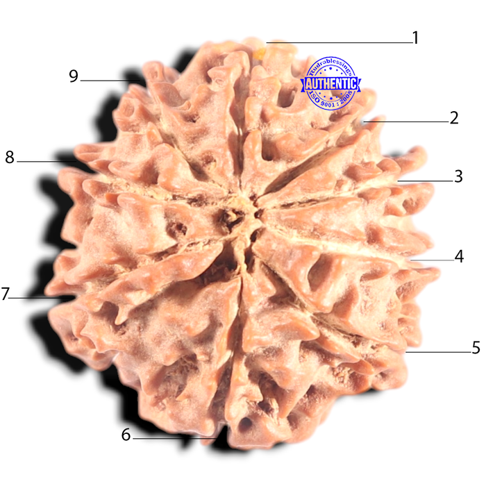 9 Mukhi Nepalese Rudraksha - Bead No. 447