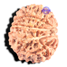 Load image into Gallery viewer, 9 Mukhi Nepalese Rudraksha - Bead No. 447
