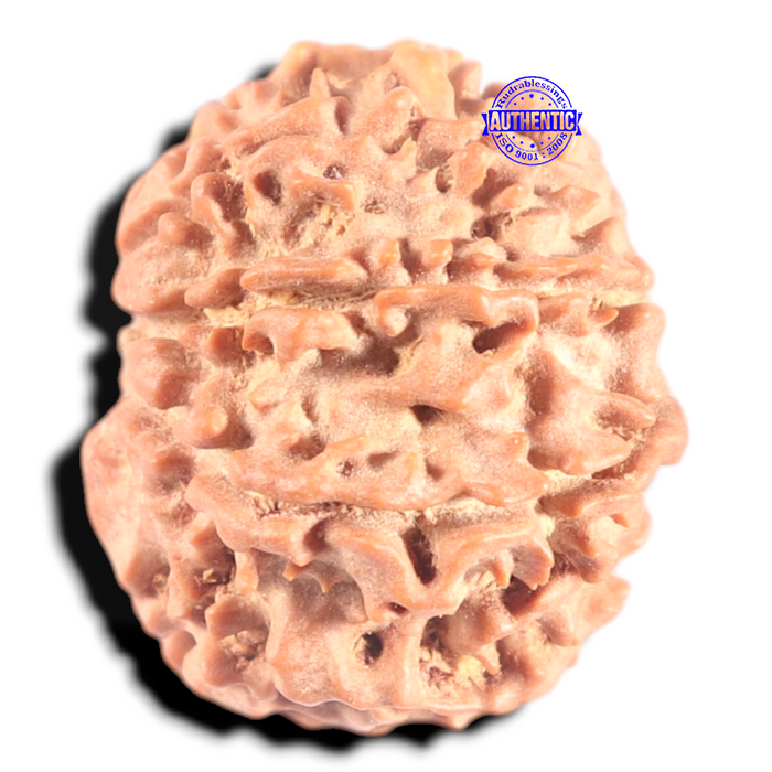9 Mukhi Nepalese Rudraksha - Bead No. 447