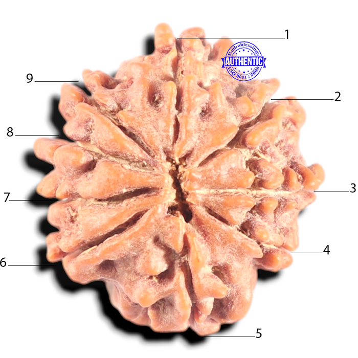 9 Mukhi Nepalese Rudraksha - Bead No. 453