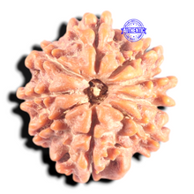 Load image into Gallery viewer, 9 Mukhi Nepalese Rudraksha - Bead No. 453
