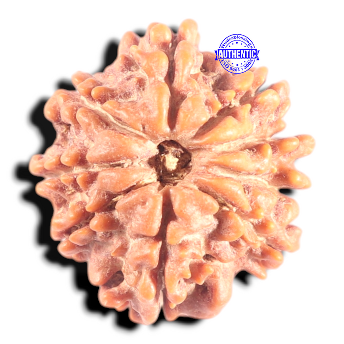 9 Mukhi Nepalese Rudraksha - Bead No. 453