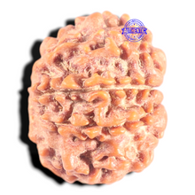 Load image into Gallery viewer, 9 Mukhi Nepalese Rudraksha - Bead No. 453
