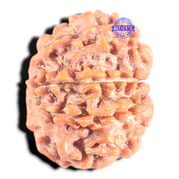 9 Mukhi Nepalese Rudraksha - Bead No. 453