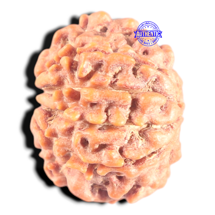 9 Mukhi Nepalese Rudraksha - Bead No. 453