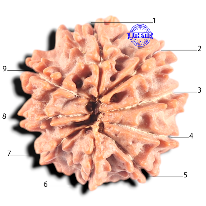 9 Mukhi Nepalese Rudraksha - Bead No. 455