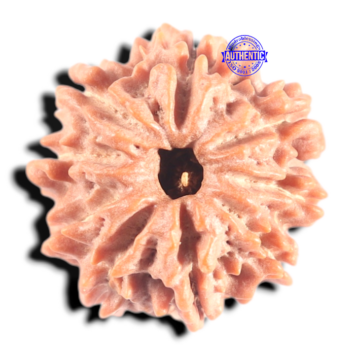9 Mukhi Nepalese Rudraksha - Bead No. 455