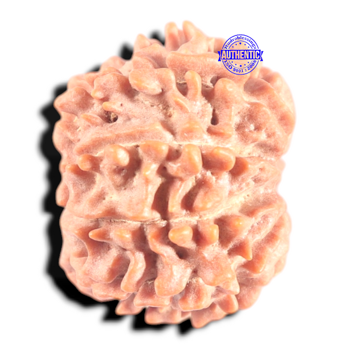 9 Mukhi Nepalese Rudraksha - Bead No. 455