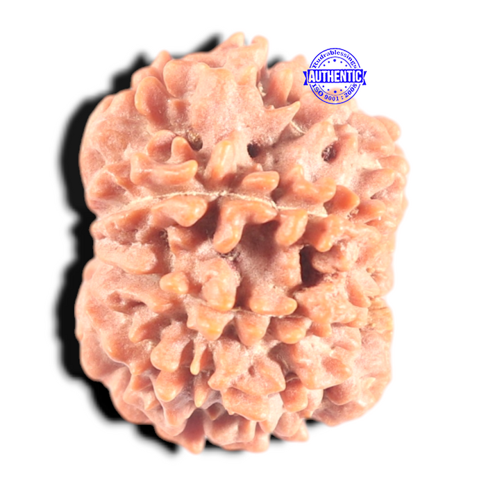 9 Mukhi Nepalese Rudraksha - Bead No. 455