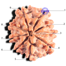 Load image into Gallery viewer, 9 Mukhi Nepalese Rudraksha - Bead No. 456
