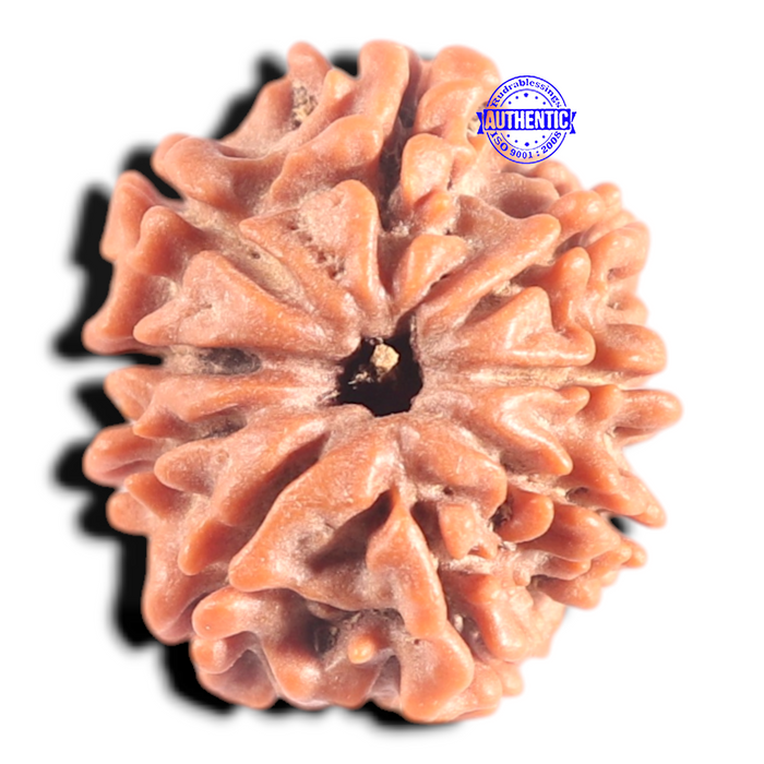 9 Mukhi Nepalese Rudraksha - Bead No. 456