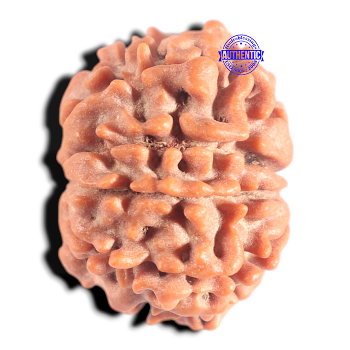9 Mukhi Nepalese Rudraksha - Bead No. 456