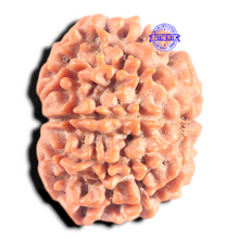 Load image into Gallery viewer, 9 Mukhi Nepalese Rudraksha - Bead No. 456
