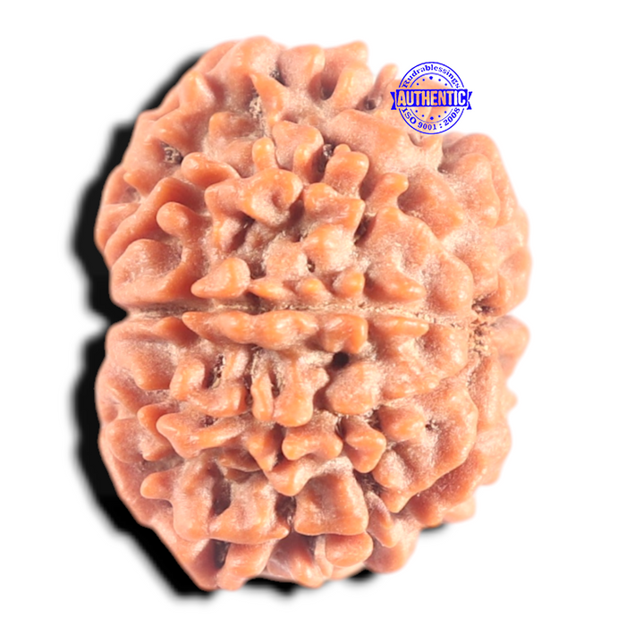 9 Mukhi Nepalese Rudraksha - Bead No. 456