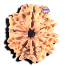 Load image into Gallery viewer, 9 Mukhi Nepalese Rudraksha - Bead No. 457
