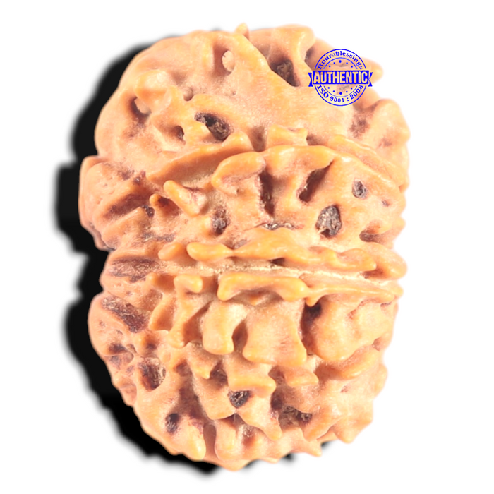 9 Mukhi Nepalese Rudraksha - Bead No. 457