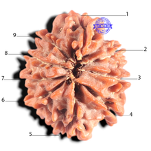 Load image into Gallery viewer, 9 Mukhi Nepalese Rudraksha - Bead No. 460
