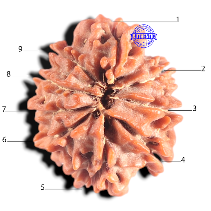 9 Mukhi Nepalese Rudraksha - Bead No. 460