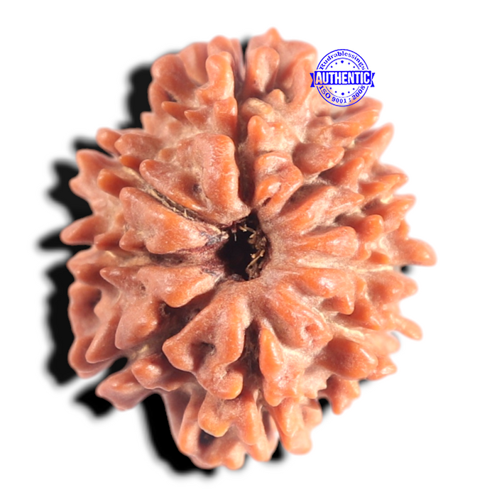 9 Mukhi Nepalese Rudraksha - Bead No. 460