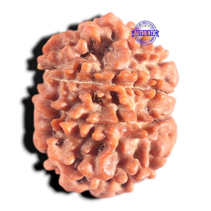 9 Mukhi Nepalese Rudraksha - Bead No. 460