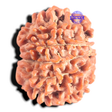 Load image into Gallery viewer, 9 Mukhi Nepalese Rudraksha - Bead No. 460
