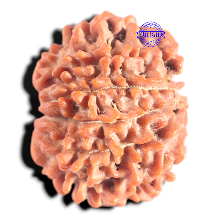 9 Mukhi Nepalese Rudraksha - Bead No. 460