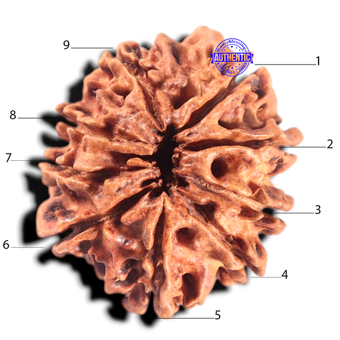 9 Mukhi Nepalese Rudraksha - Bead No. 70