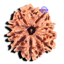 Load image into Gallery viewer, 9 Mukhi Nepalese Rudraksha - Bead No. 70
