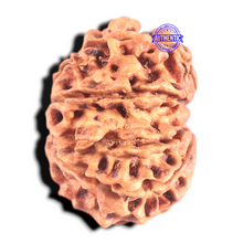 Load image into Gallery viewer, 9 Mukhi Nepalese Rudraksha - Bead No. 70
