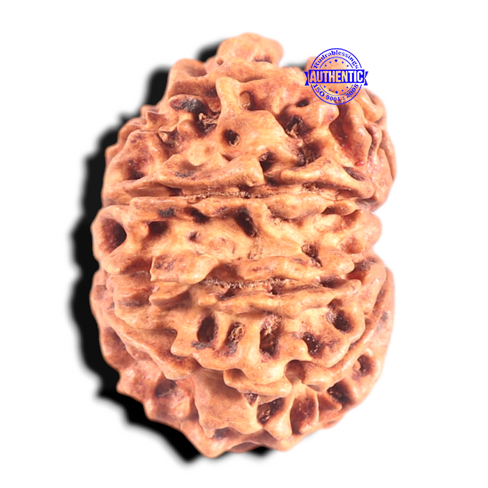 9 Mukhi Nepalese Rudraksha - Bead No. 70
