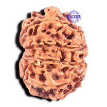 Load image into Gallery viewer, 9 Mukhi Nepalese Rudraksha - Bead No. 70
