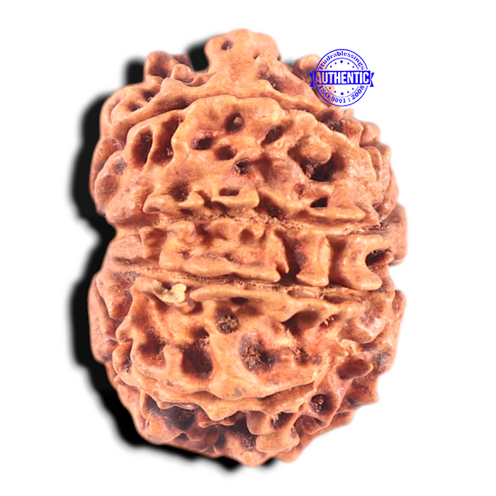 9 Mukhi Nepalese Rudraksha - Bead No. 70