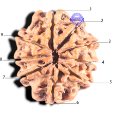 Load image into Gallery viewer, 9 Mukhi Nepalese Rudraksha - Bead No. 96

