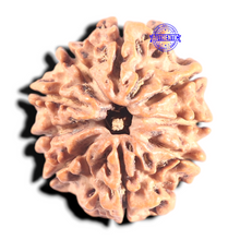 Load image into Gallery viewer, 9 Mukhi Nepalese Rudraksha - Bead No. 96
