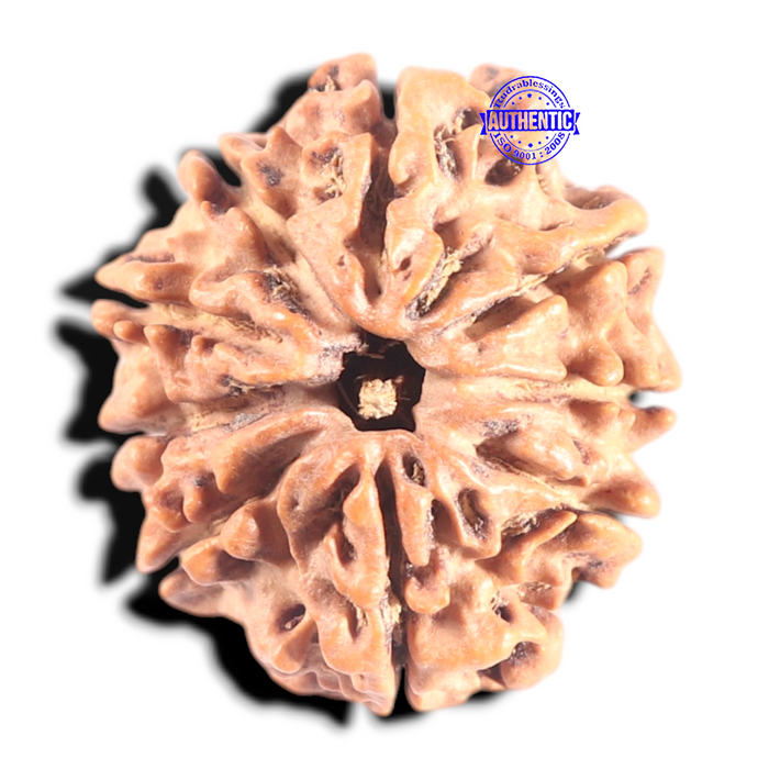 9 Mukhi Nepalese Rudraksha - Bead No. 96