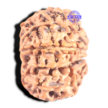 Load image into Gallery viewer, 9 Mukhi Nepalese Rudraksha - Bead No. 96
