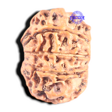 Load image into Gallery viewer, 9 Mukhi Nepalese Rudraksha - Bead No. 96
