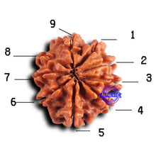 Load image into Gallery viewer, 9 Mukhi Nepalese Rudraksha - Bead No. 415
