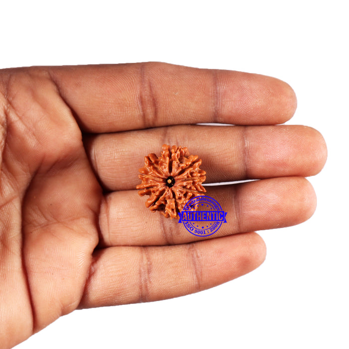 9 Mukhi Nepalese Rudraksha - Bead No. 415
