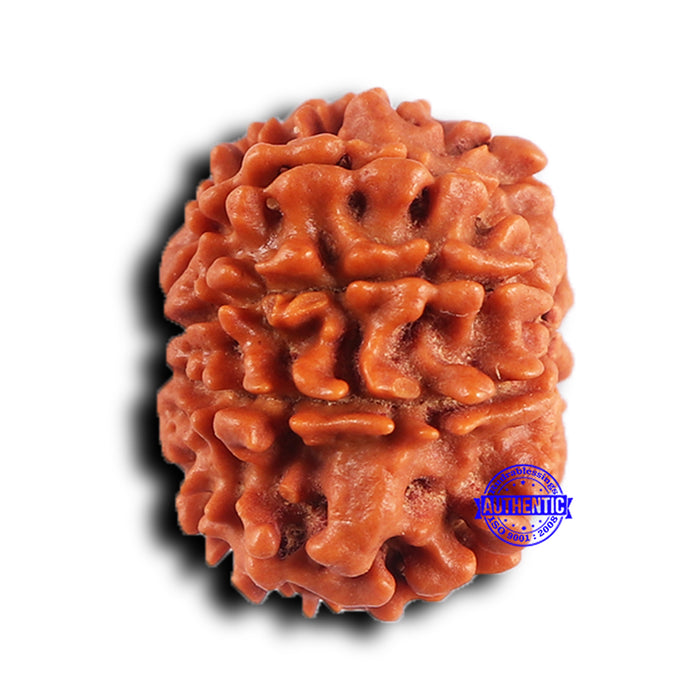9 Mukhi Nepalese Rudraksha - Bead No. 415