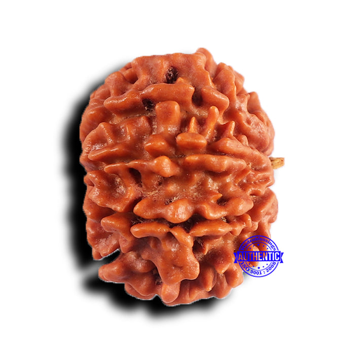 9 Mukhi Nepalese Rudraksha - Bead No. 415