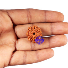 Load image into Gallery viewer, 9 Mukhi Nepalese Rudraksha - Bead No. 417
