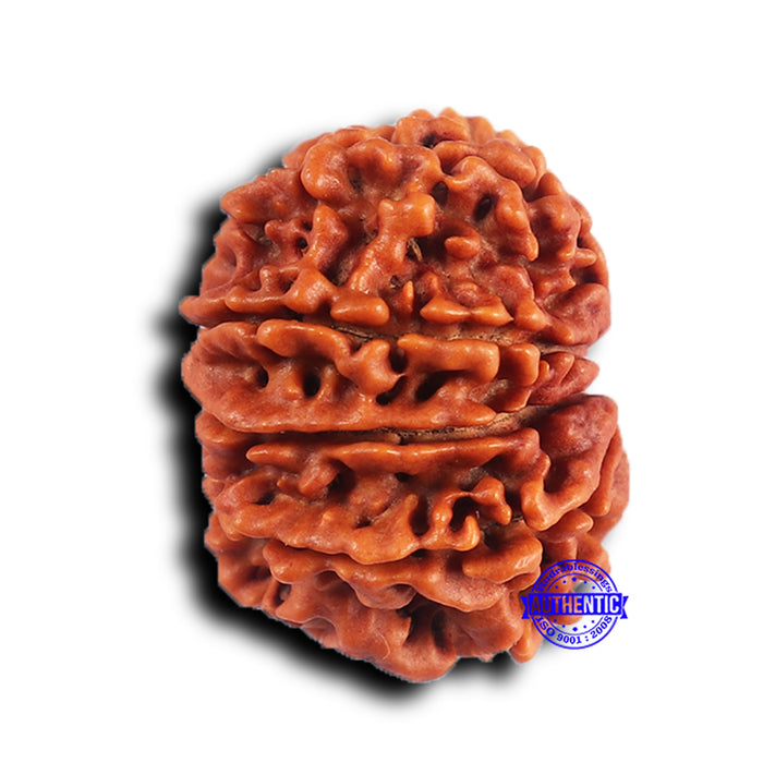 9 Mukhi Nepalese Rudraksha - Bead No. 418