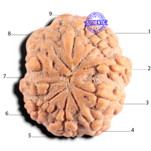 Load image into Gallery viewer, 9 Mukhi Rudraksha from Indonesia - Bead No. 9
