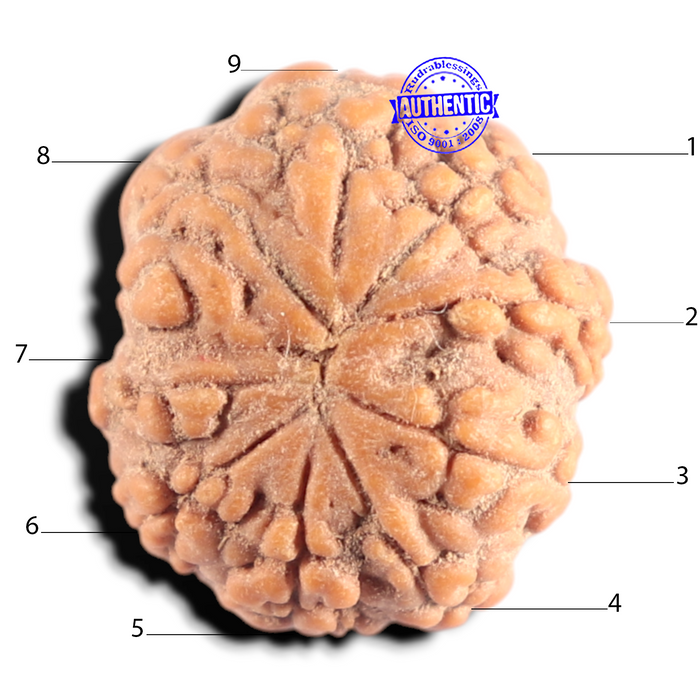 9 Mukhi Rudraksha from Indonesia - Bead No. 9