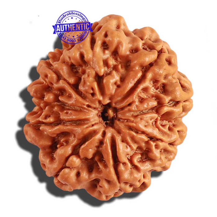 9 Mukhi Nepalese Rudraksha - Bead No. 211