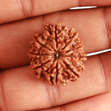 Load image into Gallery viewer, 9 Mukhi Nepalese Rudraksha - Bead No. 327

