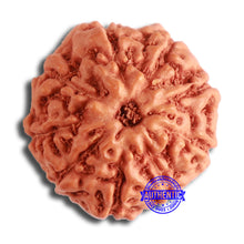 Load image into Gallery viewer, 9 Mukhi Rudraksha from Indonesia - Bead No. 109
