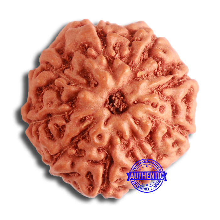 9 Mukhi Rudraksha from Indonesia - Bead No. 109